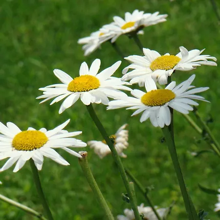 Armira Cirali