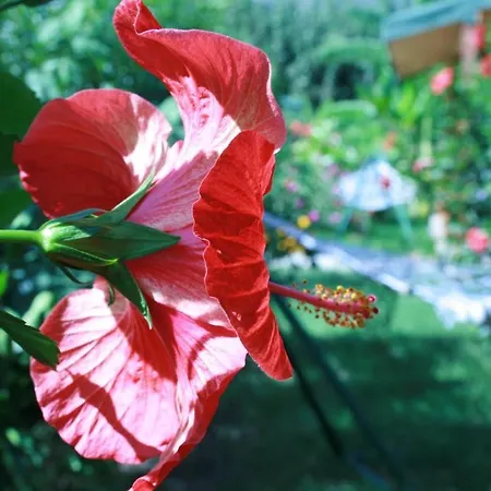 Semesterpark Armira Çıralı