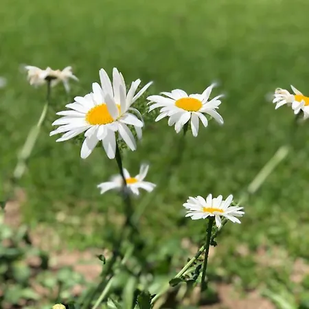Armira Parc de vacanță Çıralı