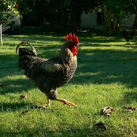 Armira Parc de vacanță Çıralı